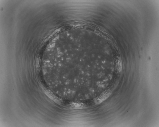 X0000086090654200704202217