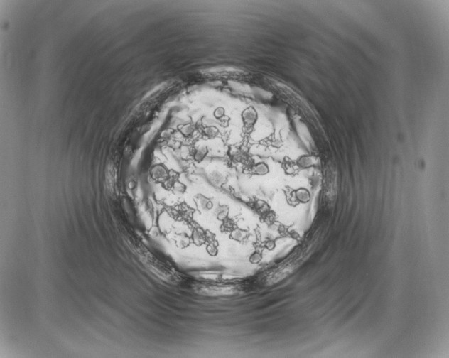 X0000086090669200704202217