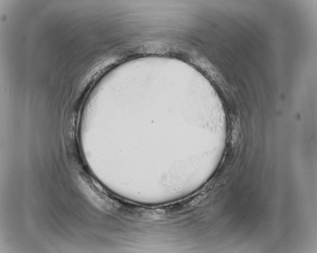 X0000086090683200704202217