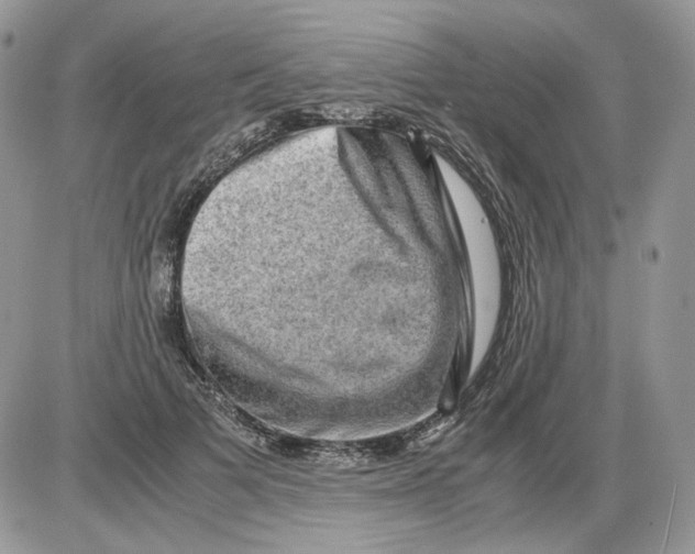 X0000086090697200704202216