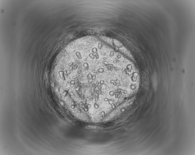 X0000086090699200704202216