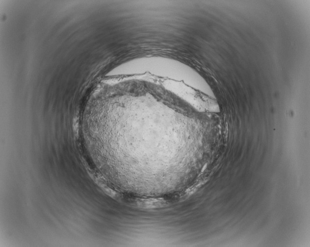 X0000086090716200704202216