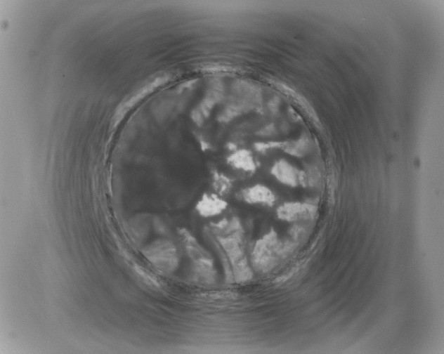 X0000086090721200704202215