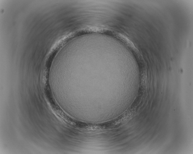 X0000086090736200704202215