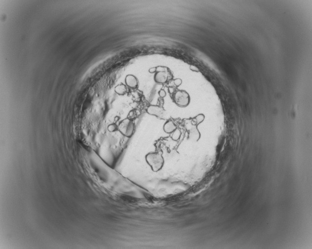 X0000086090775200704202215