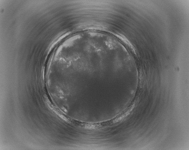 X0000086090790200704202215