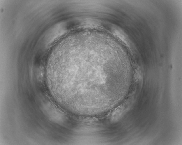 X0000086090824200704202214