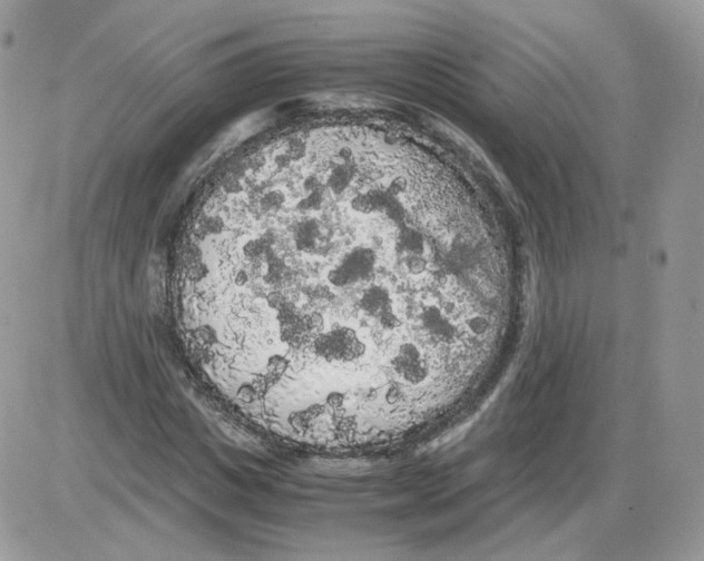 X0000086090825200704202214