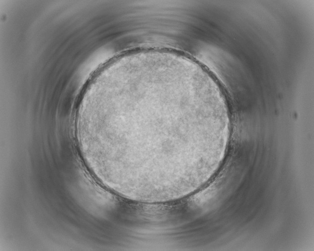 X0000086090832200704202214