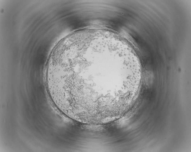 X0000086090856200704202214