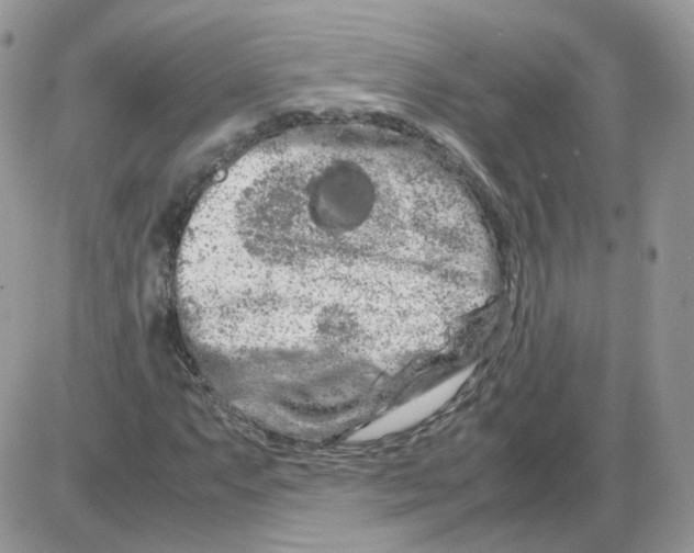 X0000086091063200704202210