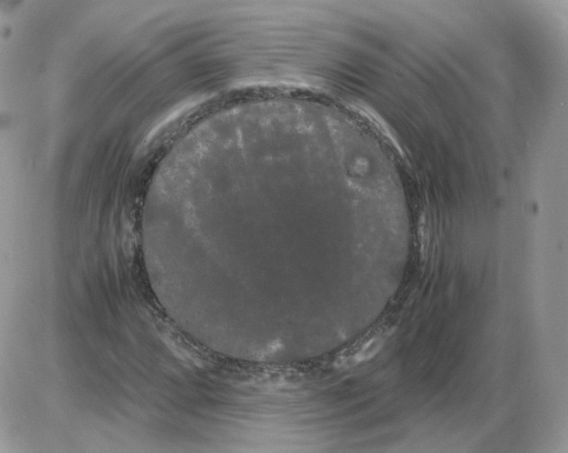 X0000086091064200704202210