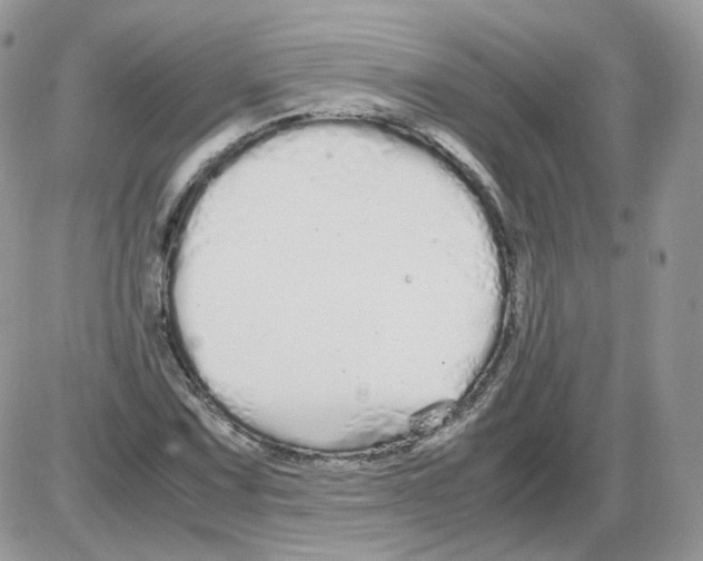 X0000086091067200704202210