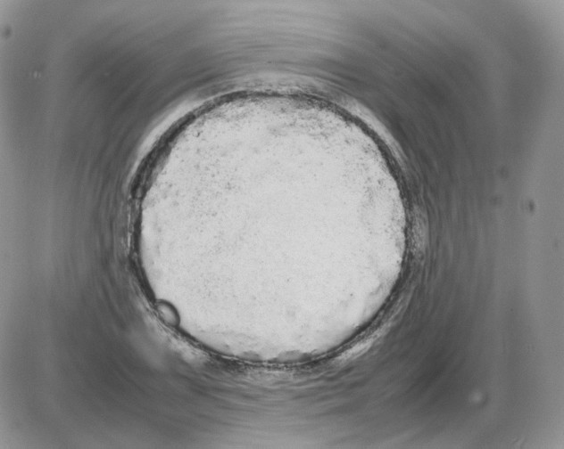 X0000086091075200704202210