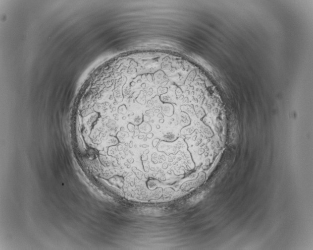 X0000086091086200704202210