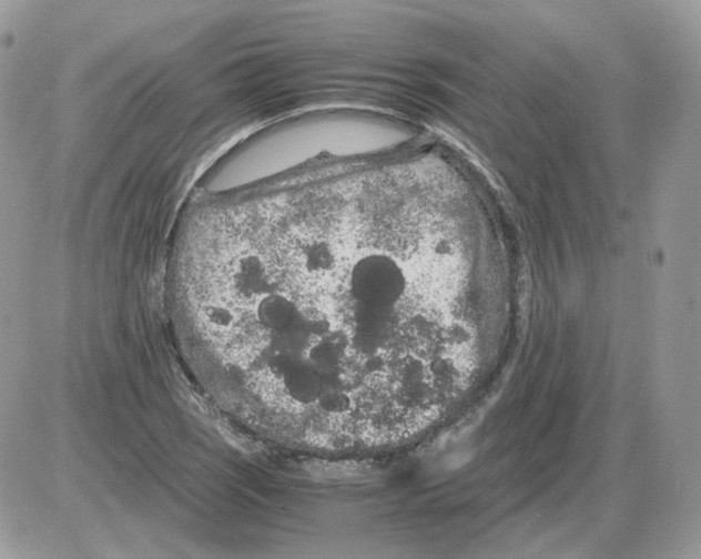 X0000086091121200704202209