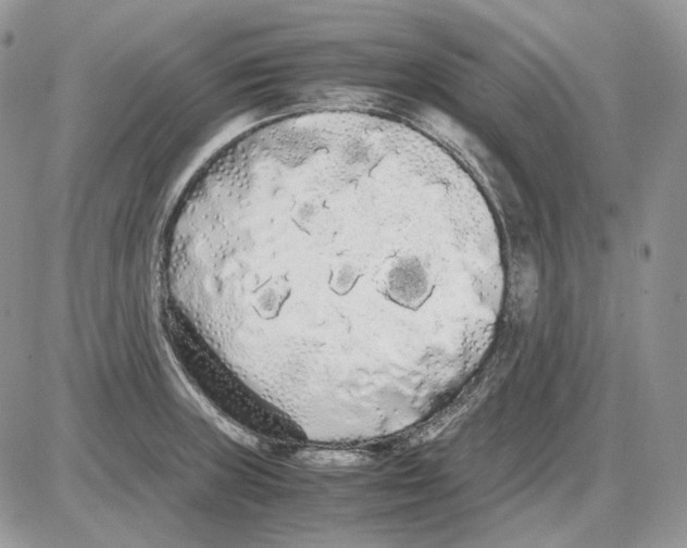 X0000086091235200704202208