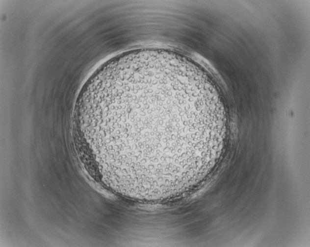 X0000086091236200704202208