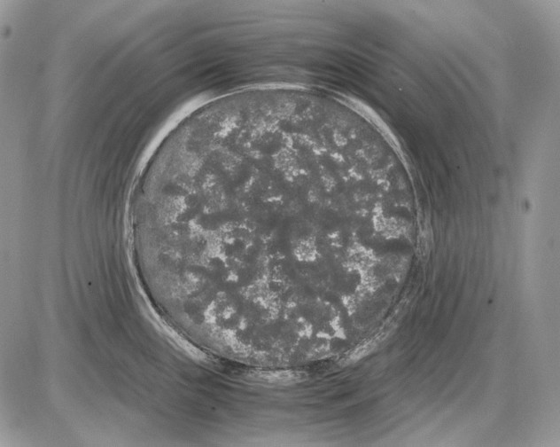 X0000086091243200704202208