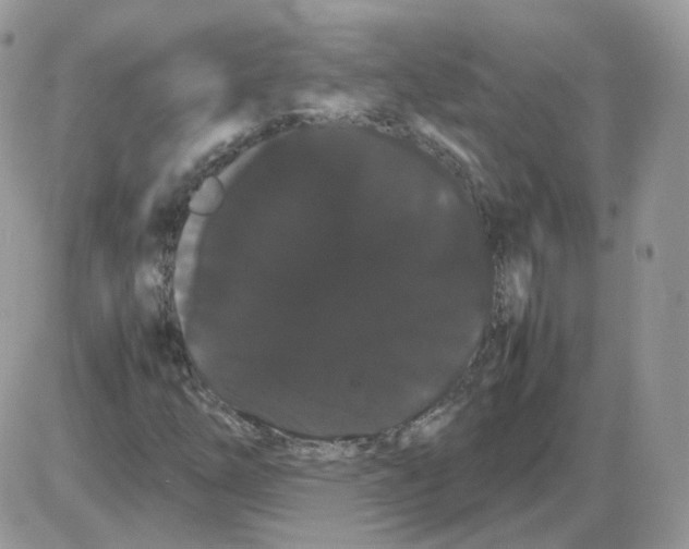 X0000086091254200704202207