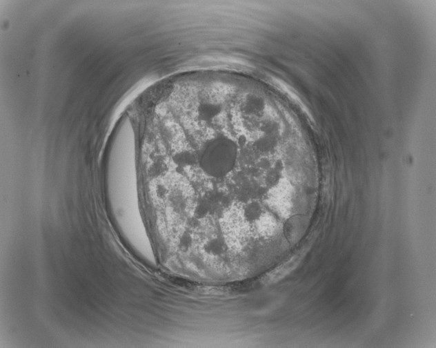 X0000086091275200704202207