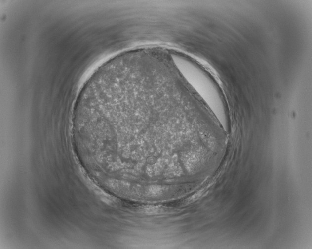 X0000086091279200704202207