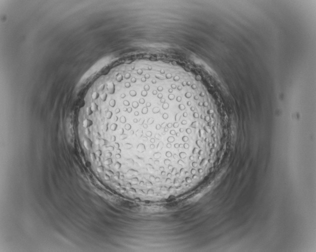 X0000086091354200704202206