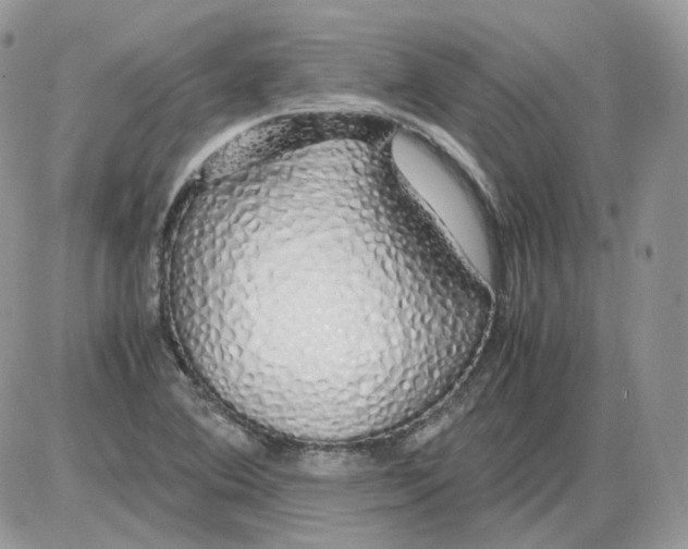 X0000086091364200704202205