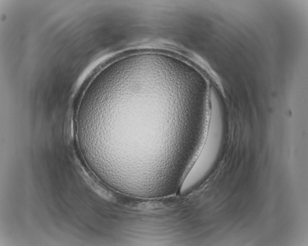 X0000086091368200704202205