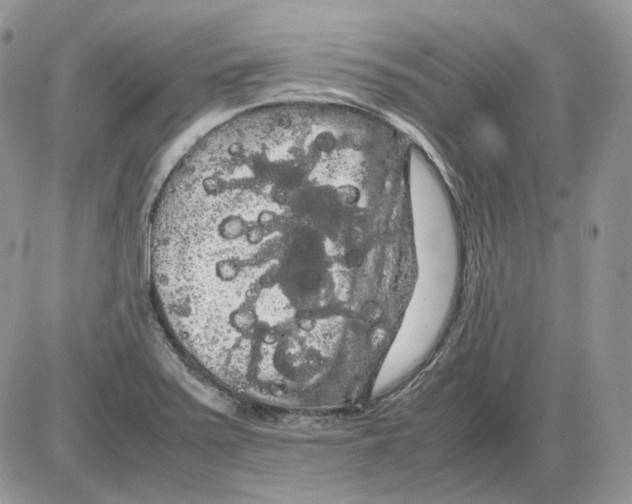 X0000086091371200704202205