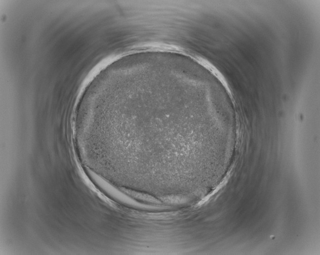 X0000086091381200704202205