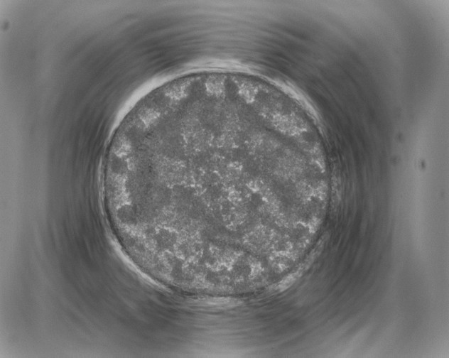 X0000086091382200704202205