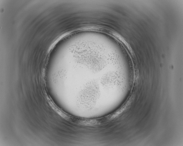 X0000086091417200704202205