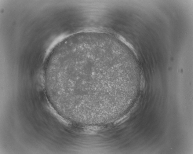 X0000086091454200704202204