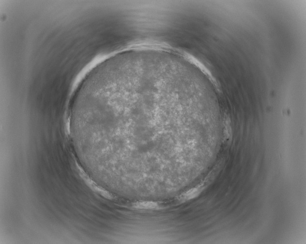 X0000086091462200704202204