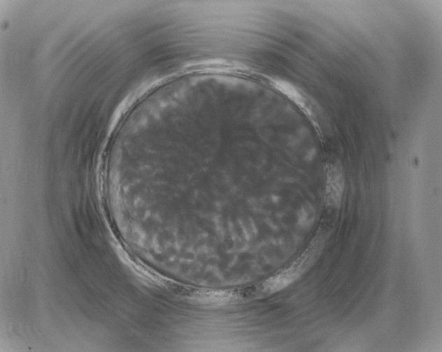 X0000086091474200704202204