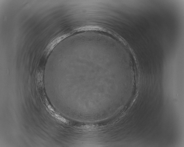 X0000086100937200703231431