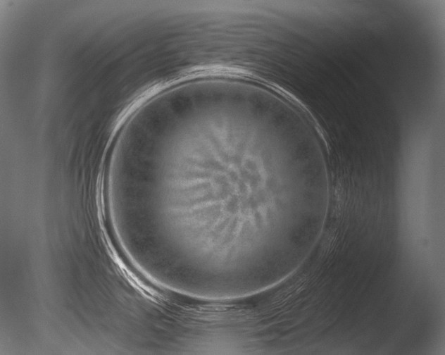 X0000086101391200703231423