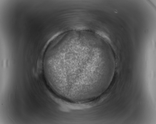 X0000086100012200703301225