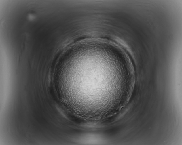 X0000086100065200703301224