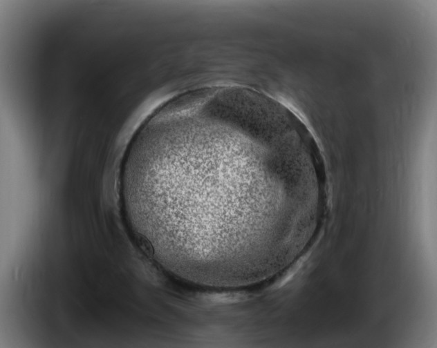 X0000086100103200703301224