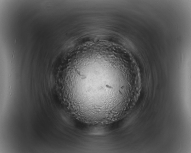 X0000086100173200703301223