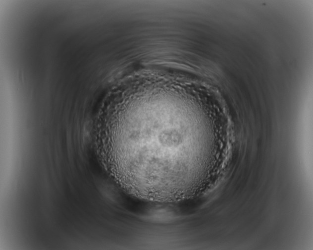 X0000086100175200703301223
