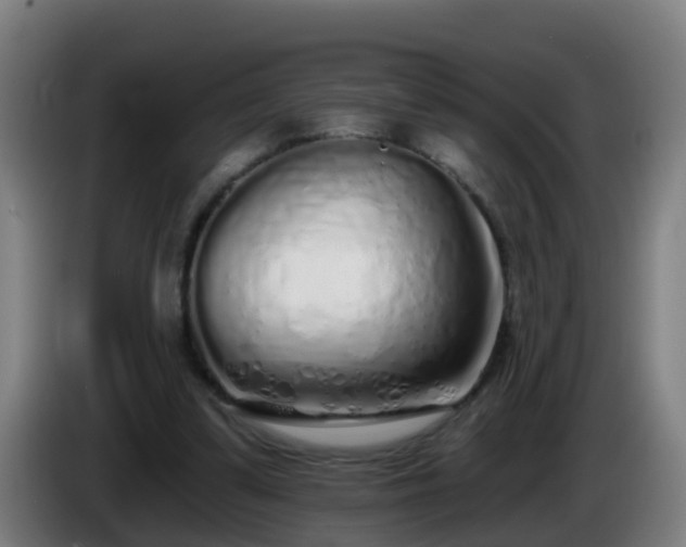 X0000086100299200703301221