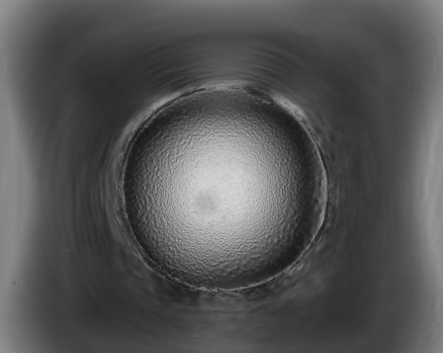 X0000086100337200703301219