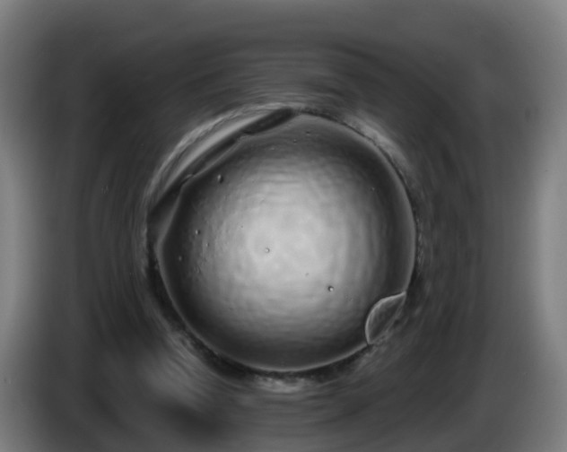 X0000086100346200703301219