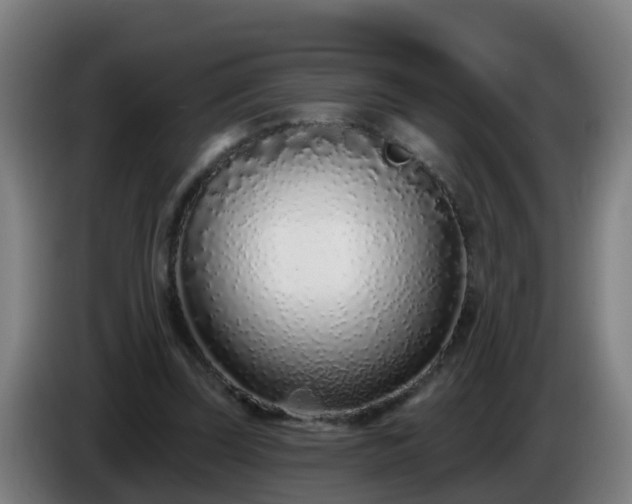 X0000086100347200703301219