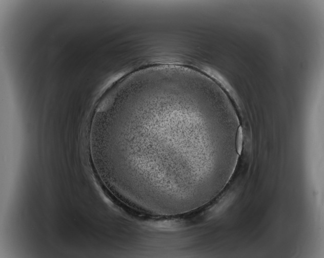 X0000086100433200703301218