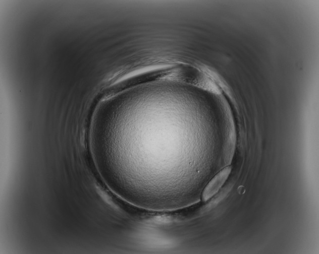 X0000086100441200703301218