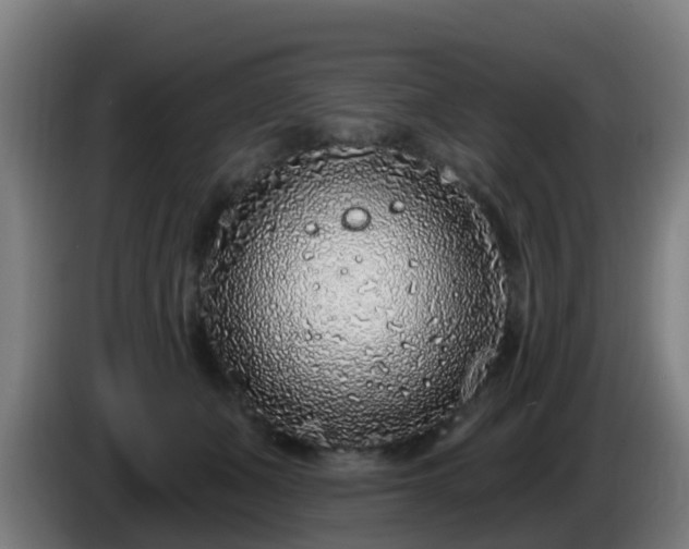 X0000086100511200703301217